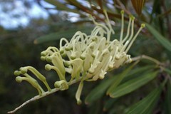 Grevillea exul