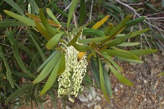 Grevillea exul