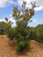 Grevillea exul