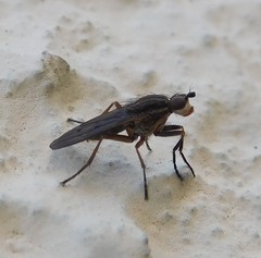 Pherbellia cinerella