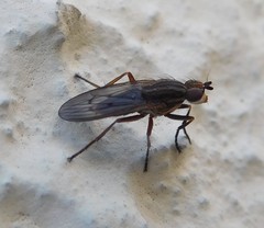 Pherbellia cinerella