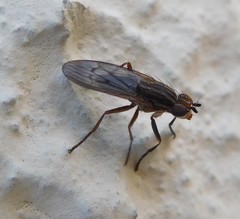 Pherbellia cinerella