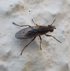 Pherbellia cinerella