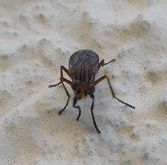 Pherbellia cinerella