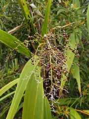 Joinvillea plicata