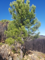 Pinus pinaster