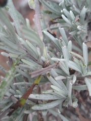 Chrysolina americana