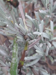 Chrysolina americana