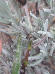 Chrysolina americana