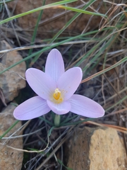 Crocus