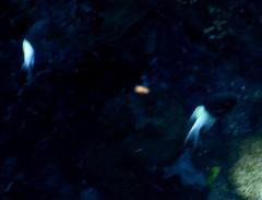 Pycnochromis dimidiatus