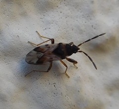 Scolopostethus decoratus