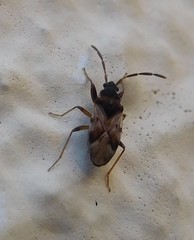 Scolopostethus decoratus