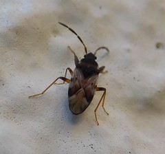 Scolopostethus decoratus