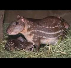Cuniculus