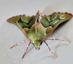 Drepanogynis insciata