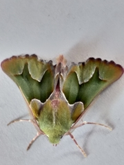 Drepanogynis insciata