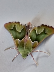 Drepanogynis insciata