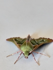 Drepanogynis insciata