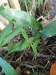 Micrathena sagittata