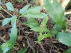 Micrathena sagittata