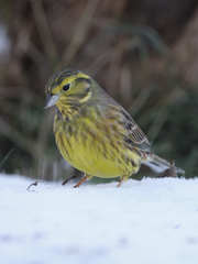 Emberiza citrinella