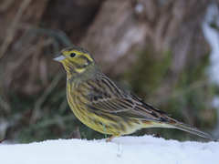 Emberiza citrinella