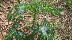 Solanum atropurpureum