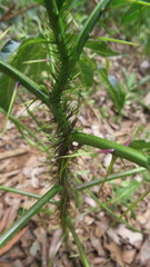 Solanum atropurpureum