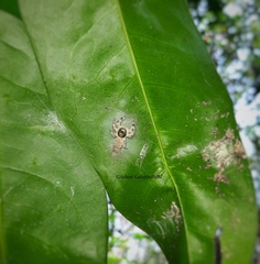 Salticidae