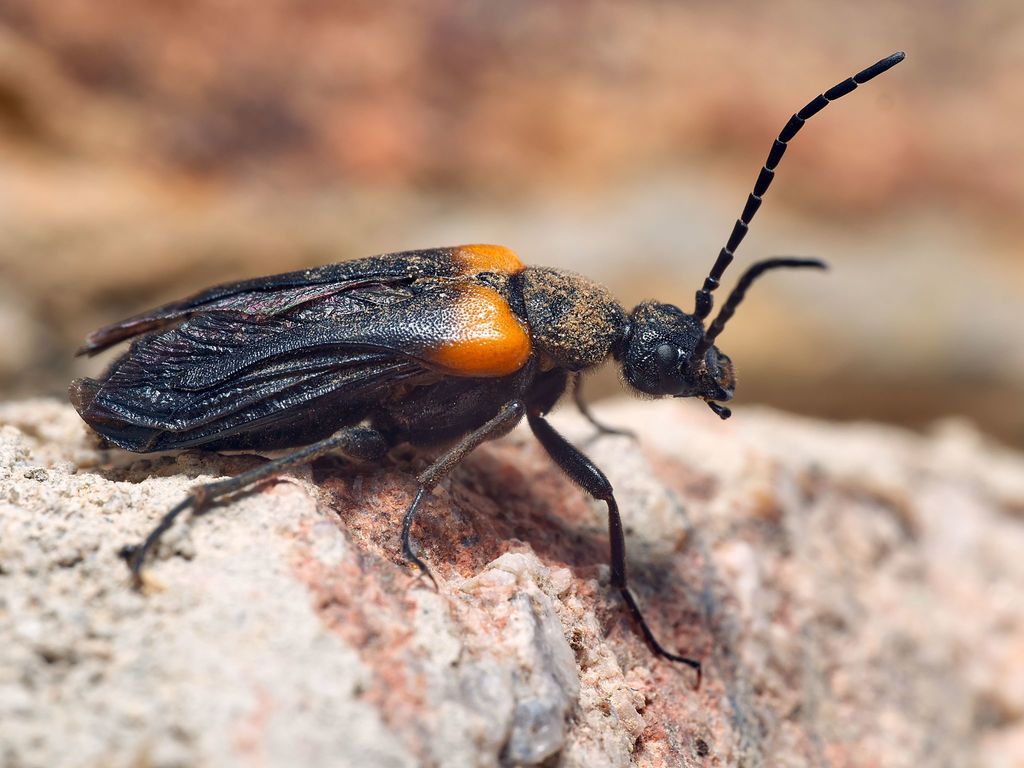 flame-shouldered blister beetle, photo 1 of 10