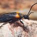 Flame-shouldered Blister Beetle - Photo (c) Cédric Mondy, some rights reserved (CC BY-NC), uploaded by Cédric Mondy