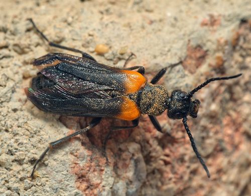 flame-shouldered blister beetle