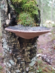 Phellinus nigricans