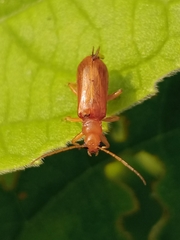Hoplasoma unicolor