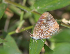 Arhopala birmana