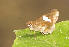 Notocrypta