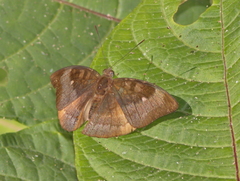 Euthalia monina