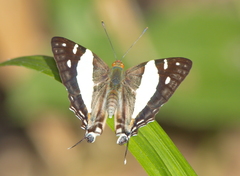 Dodona deodata