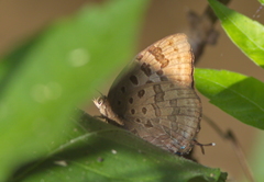 Arhopala silhetensis