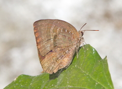 Arhopala centaurus