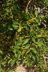 Acacia simplex
