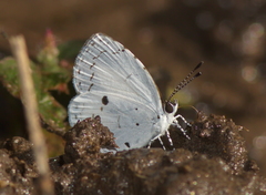 Orthosia cerasi