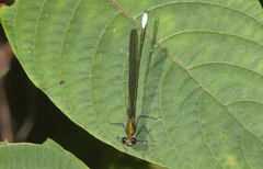 Mnais andersoni