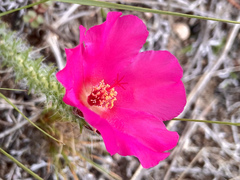 Portulaca eruca
