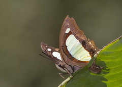 Polyura arja