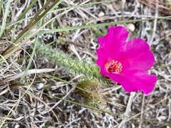 Portulaca eruca