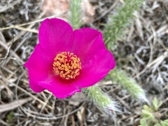 Portulaca eruca