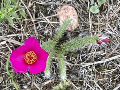 Portulaca eruca