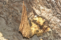 Homotrigona apicalis